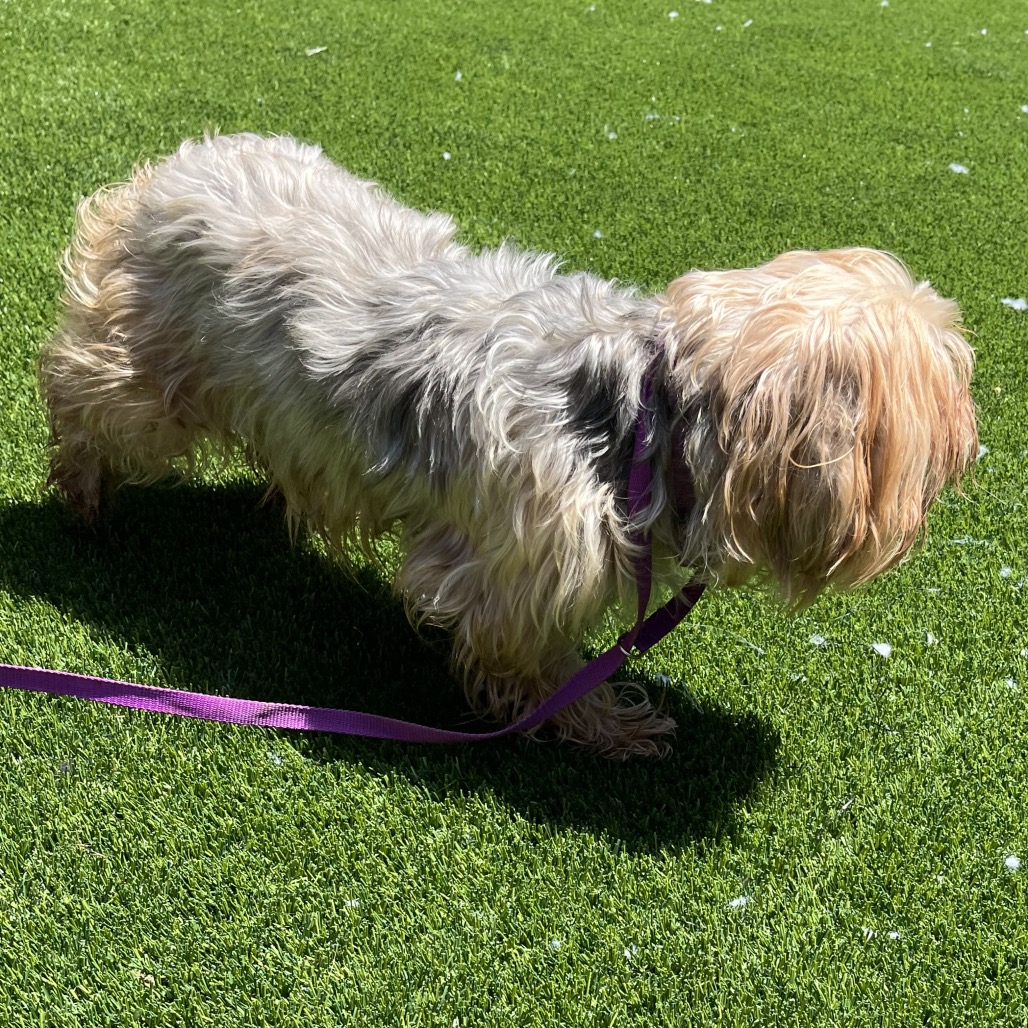 Photo of PGH-Stray-119846 4
