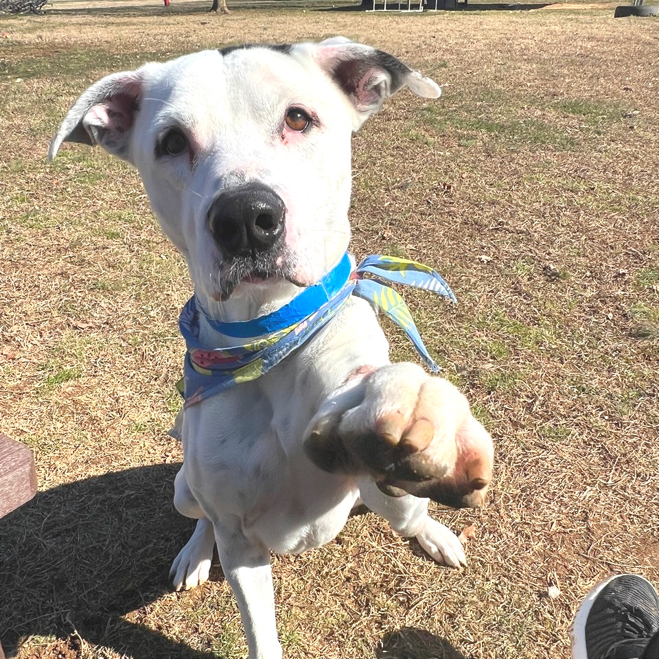 Ronnie — thumbnail 8