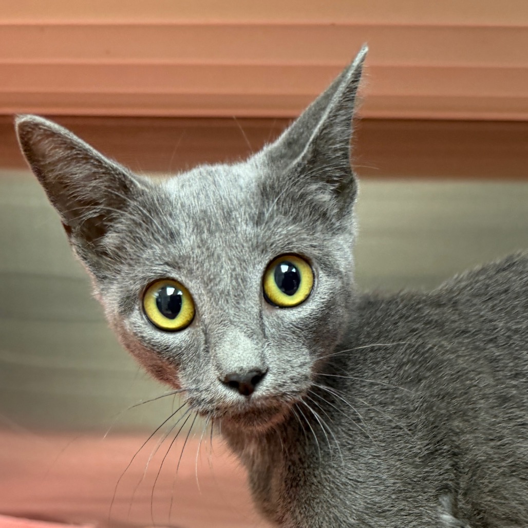 HHTX-STRAY-23092 - Unknown available for adoption