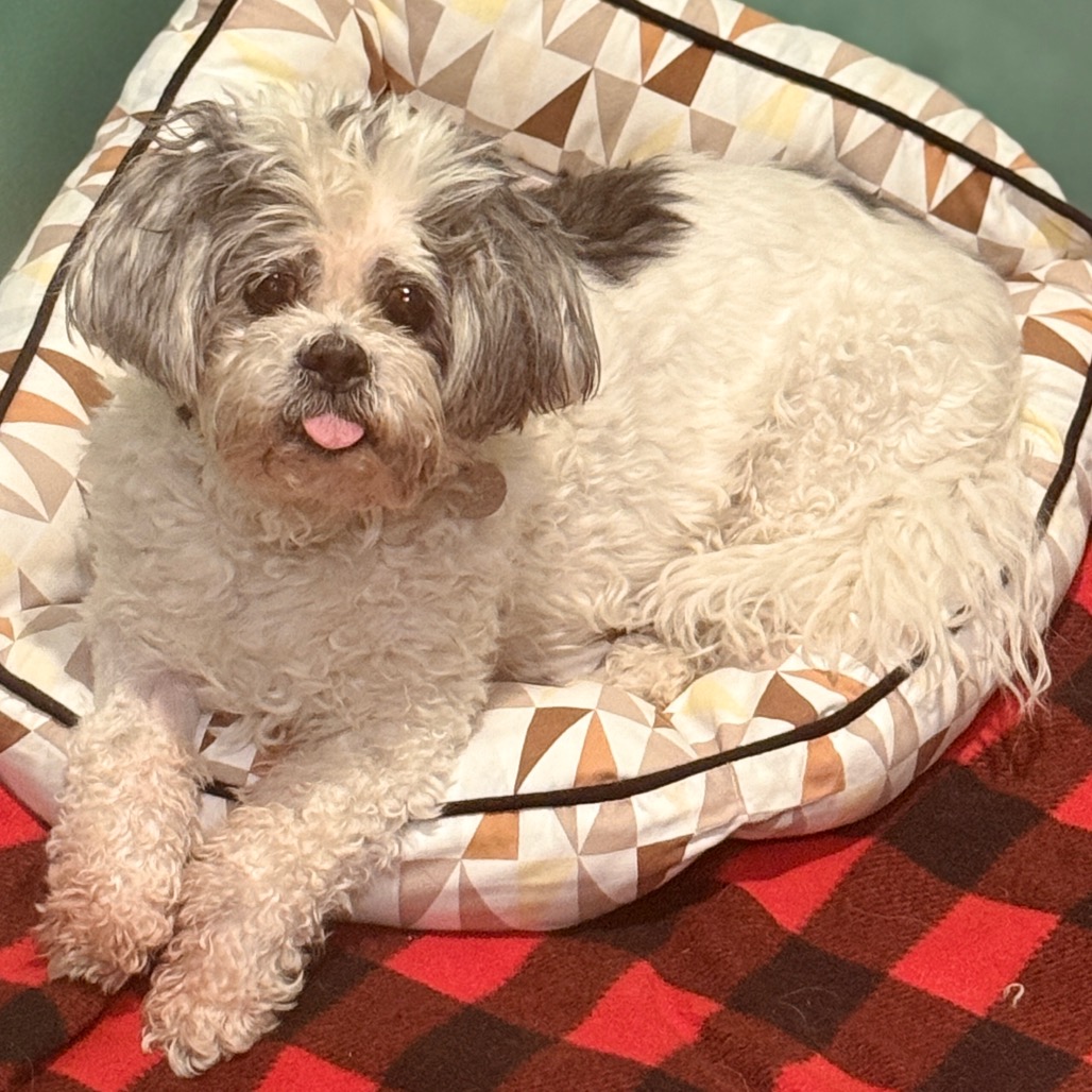 Frankie (PAWS Alumni Name: Brent) — thumbnail 5