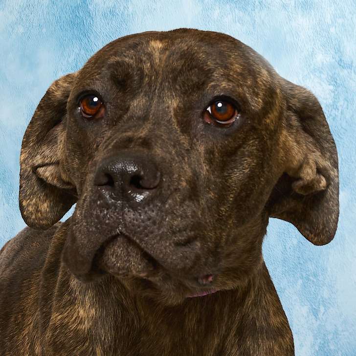 Ruby aka "Chili" — thumbnail 4