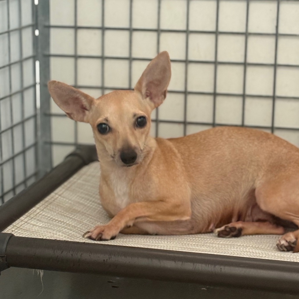 REPTAR G — thumbnail 3