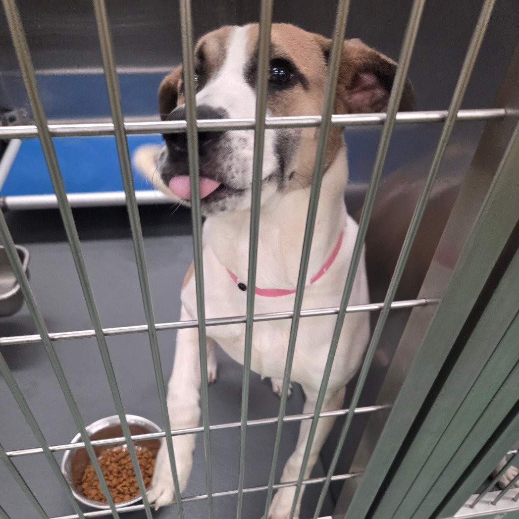 Queenie — thumbnail 3