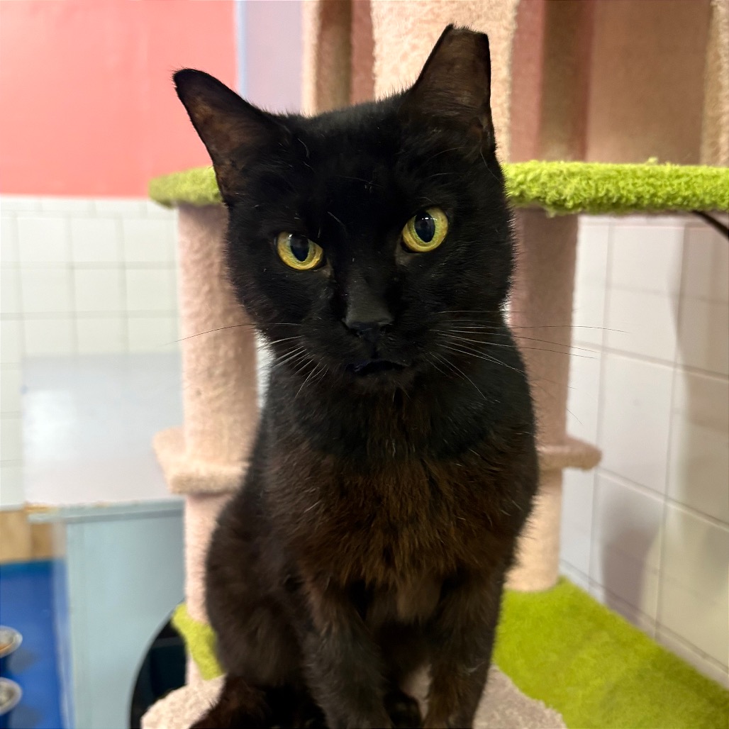 Image of Little Bit looking at the camera