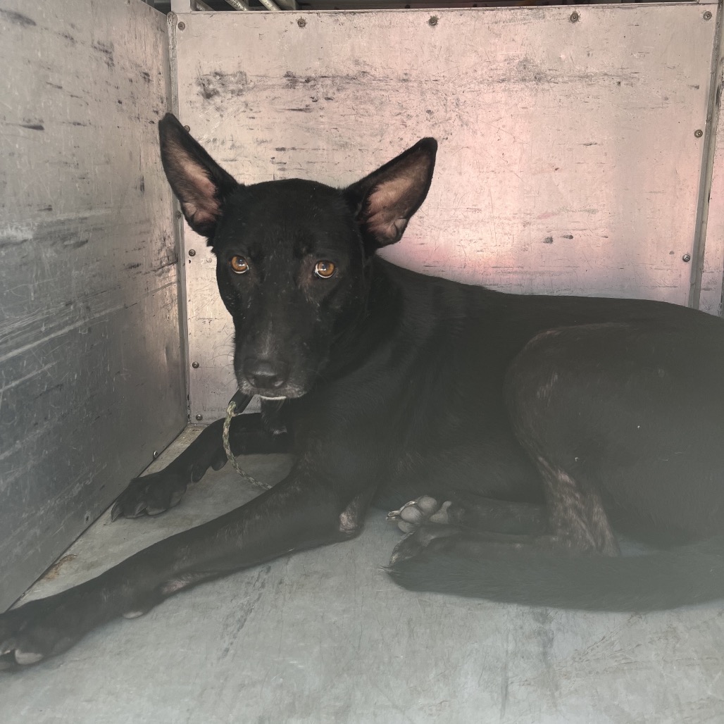 CHISPAS - Shepherd available for adoption