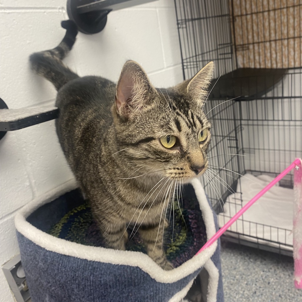 KETCHUP - Domestic Shorthair / Mix available for adoption
