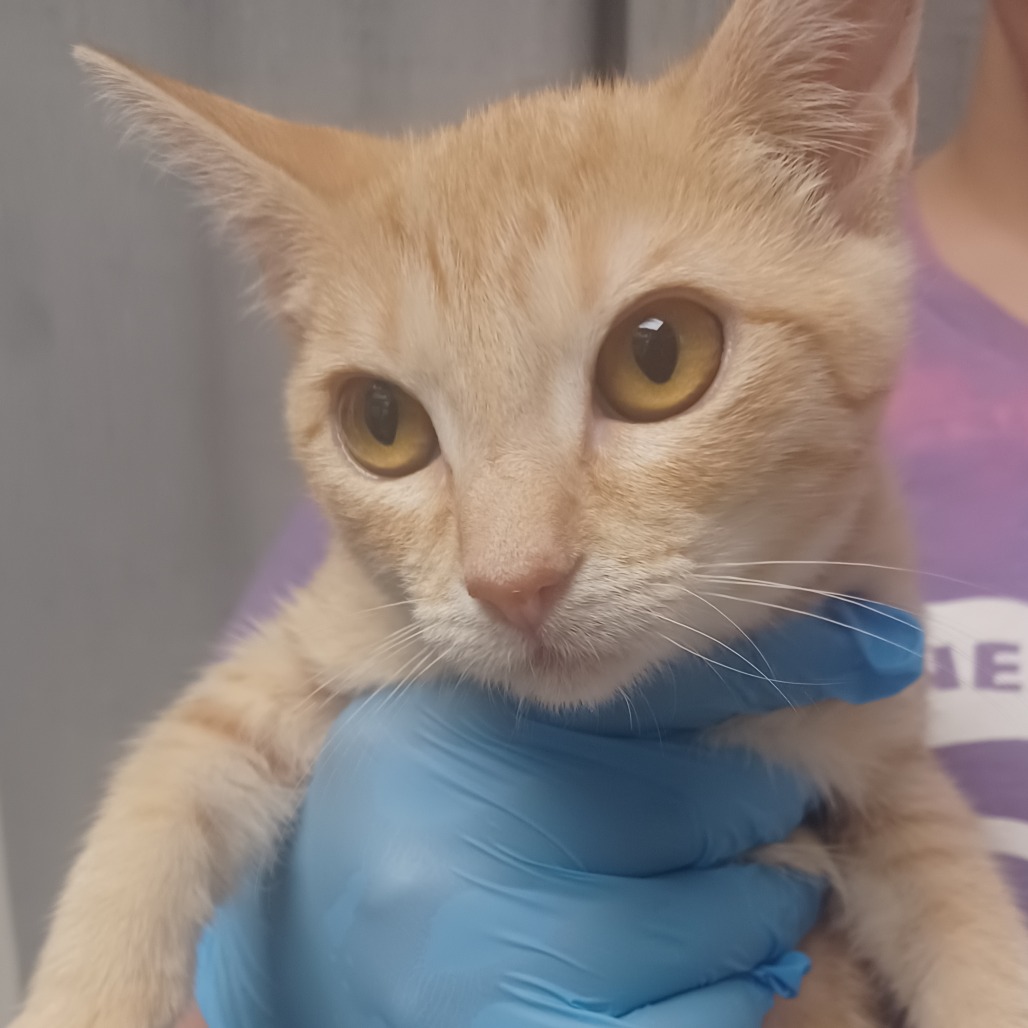 DAFFODIL - Domestic Shorthair available for adoption