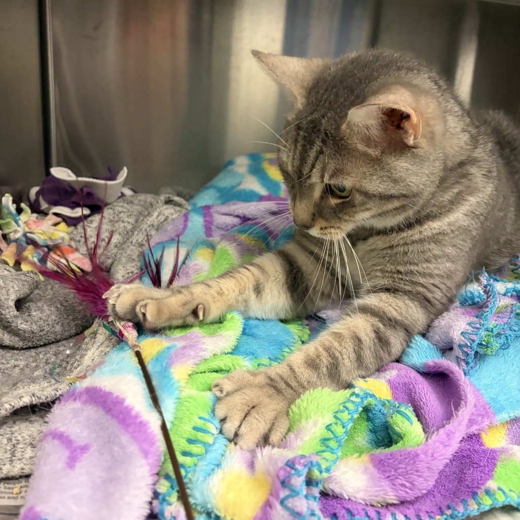 Photo of Rengar 6