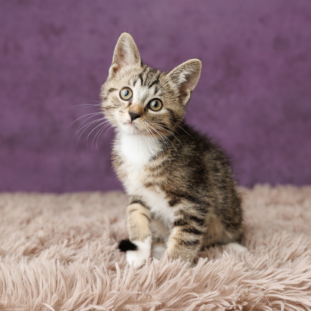 Quincy Cat, photo 2