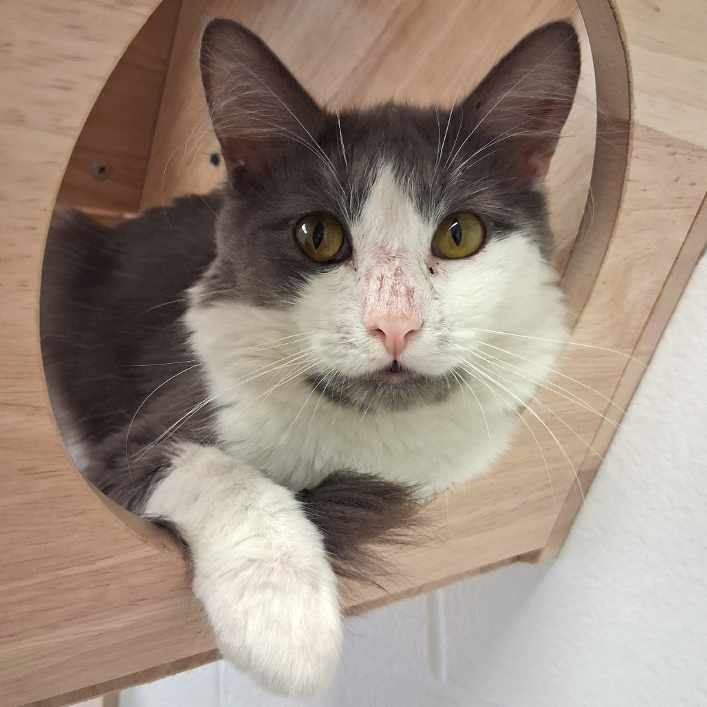 SCARAB - Domestic Medium Hair available for adoption