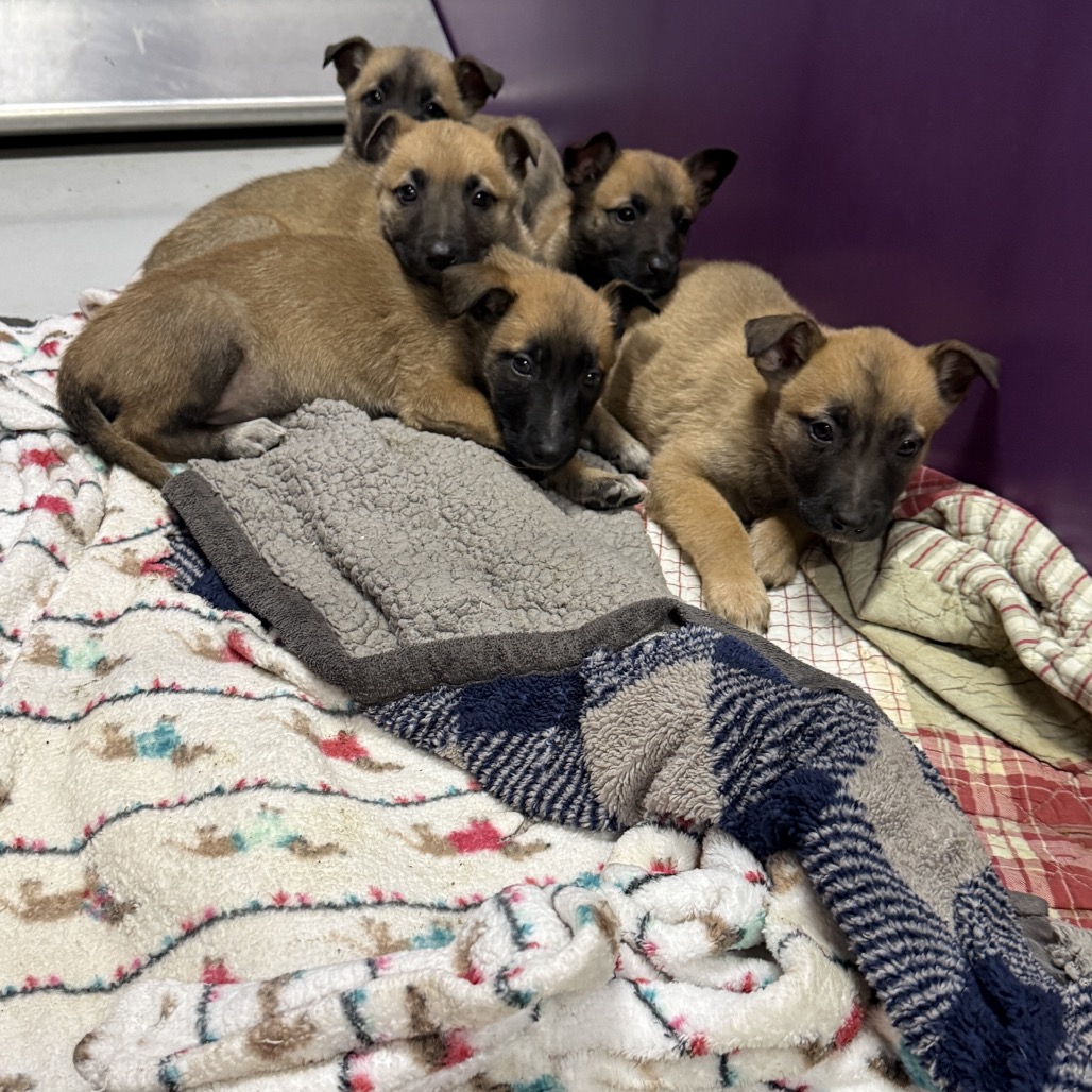 Tsireya — thumbnail 4