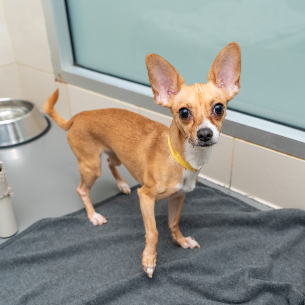 Kalliope, Chihuahua