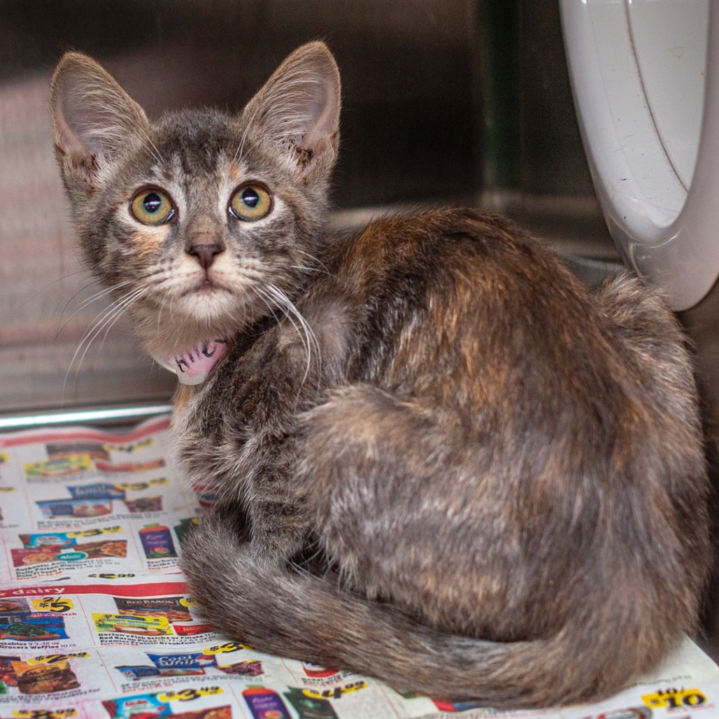 ALLEY - Domestic Shorthair available for adoption