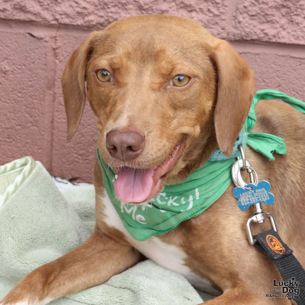 CHARDONNAY - Retriever / Beagle available for adoption