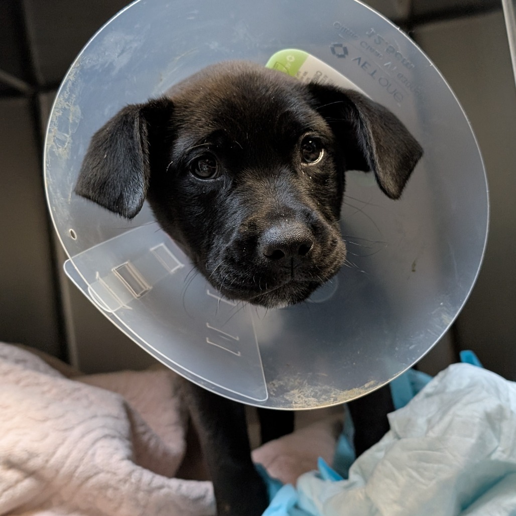Labrador Retriever