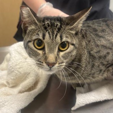 FLURRY - Domestic Shorthair available for adoption