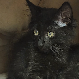 Onyx