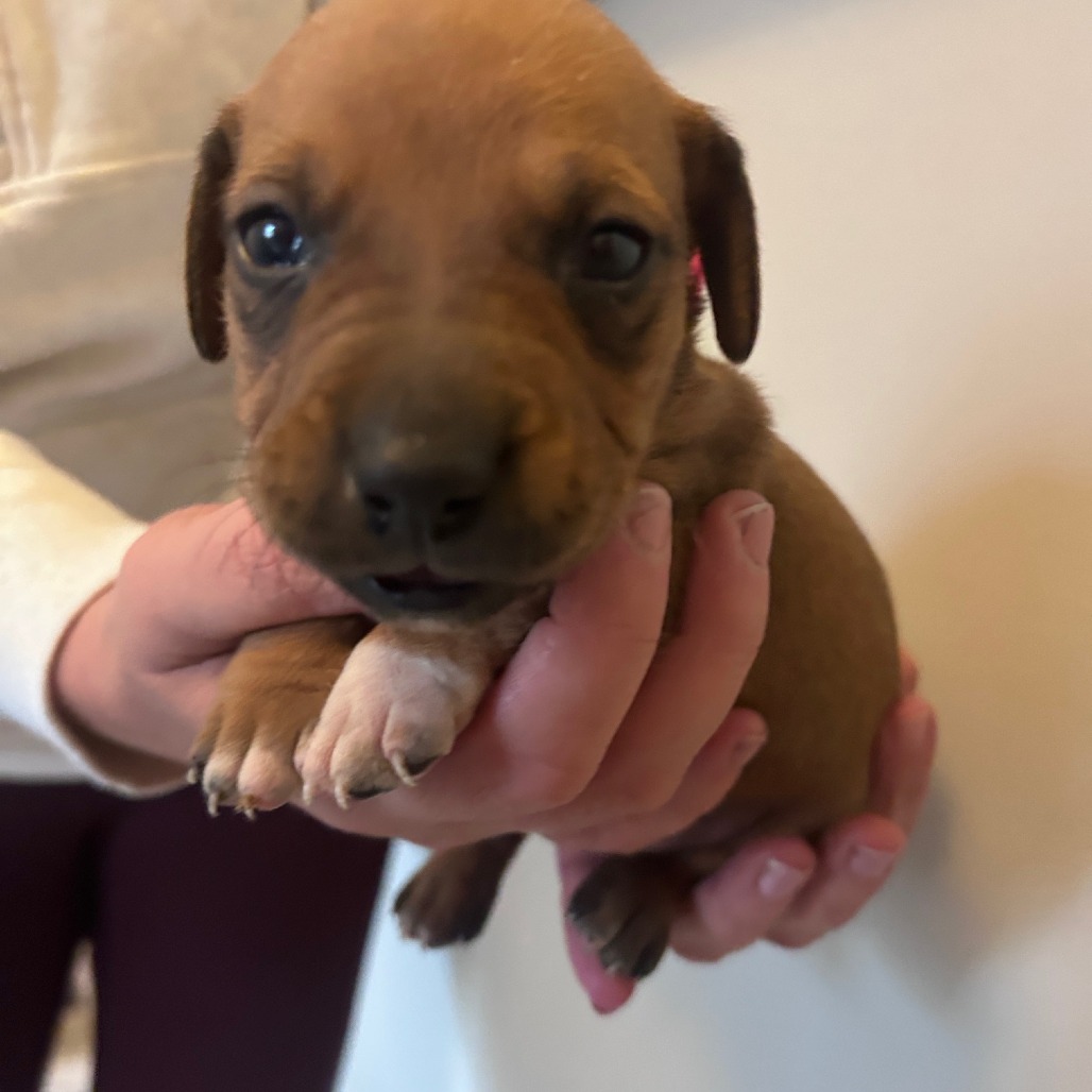 Peony's Pup- Finny — thumbnail 2