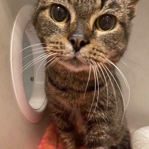 Laira — thumbnail 3