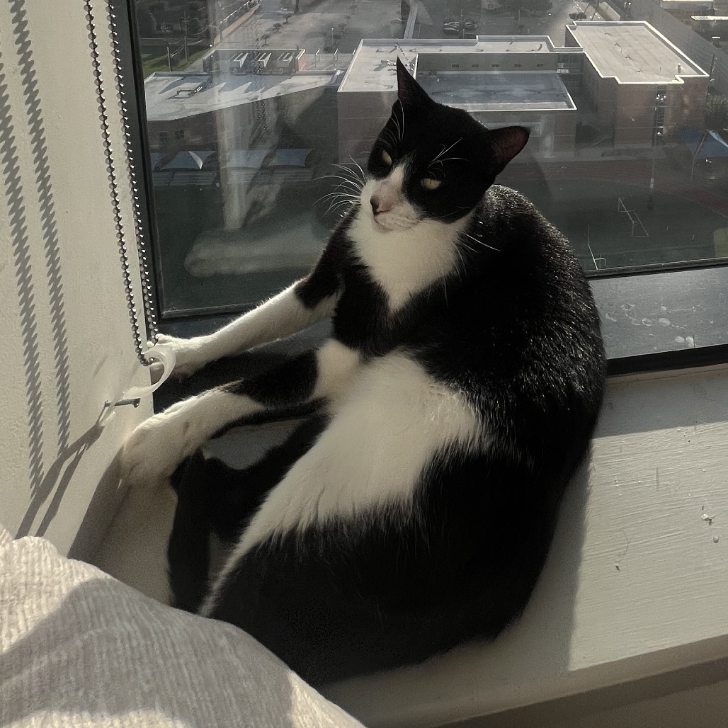 Cookie, photo 6