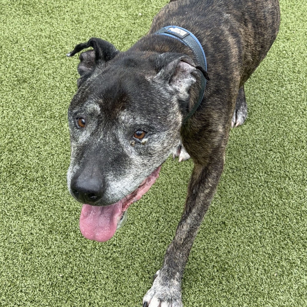 Cane, photo 2