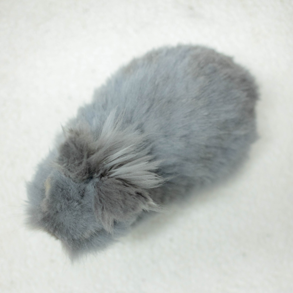 Poppy, photo 29