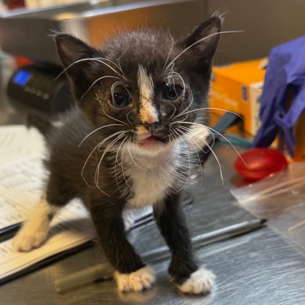 Tusc Stray 85817