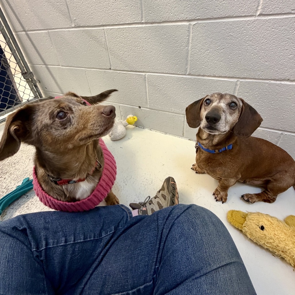 Oscar — thumbnail 3