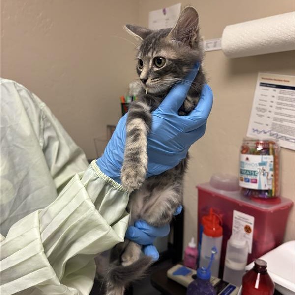 ARGYLE - Domestic Shorthair available for adoption