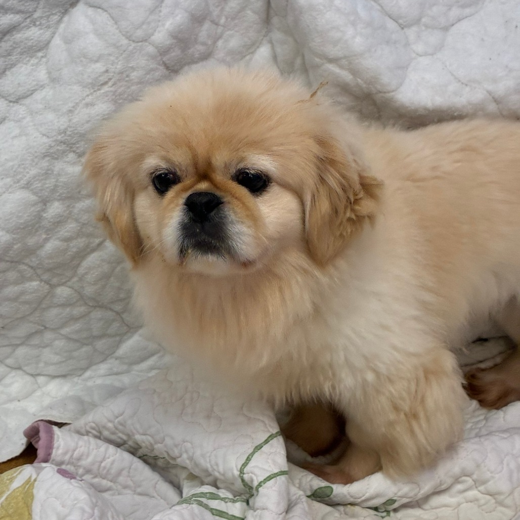 Pekingese