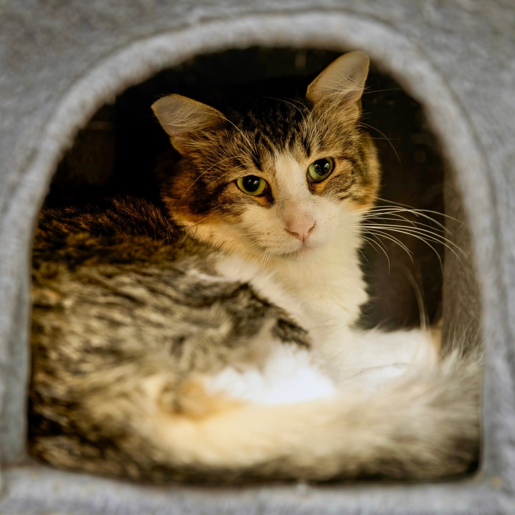 PAPA - Domestic Shorthair available for adoption