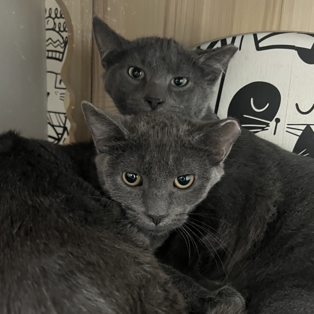 Sunset and Horizon - We're a bonded pair! — thumbnail 2