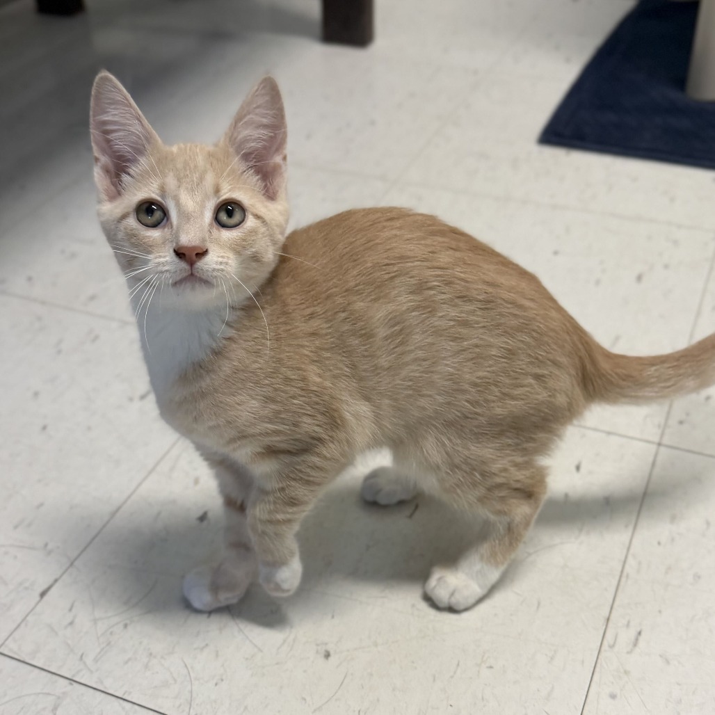 ARCTIC - American Shorthair available for adoption