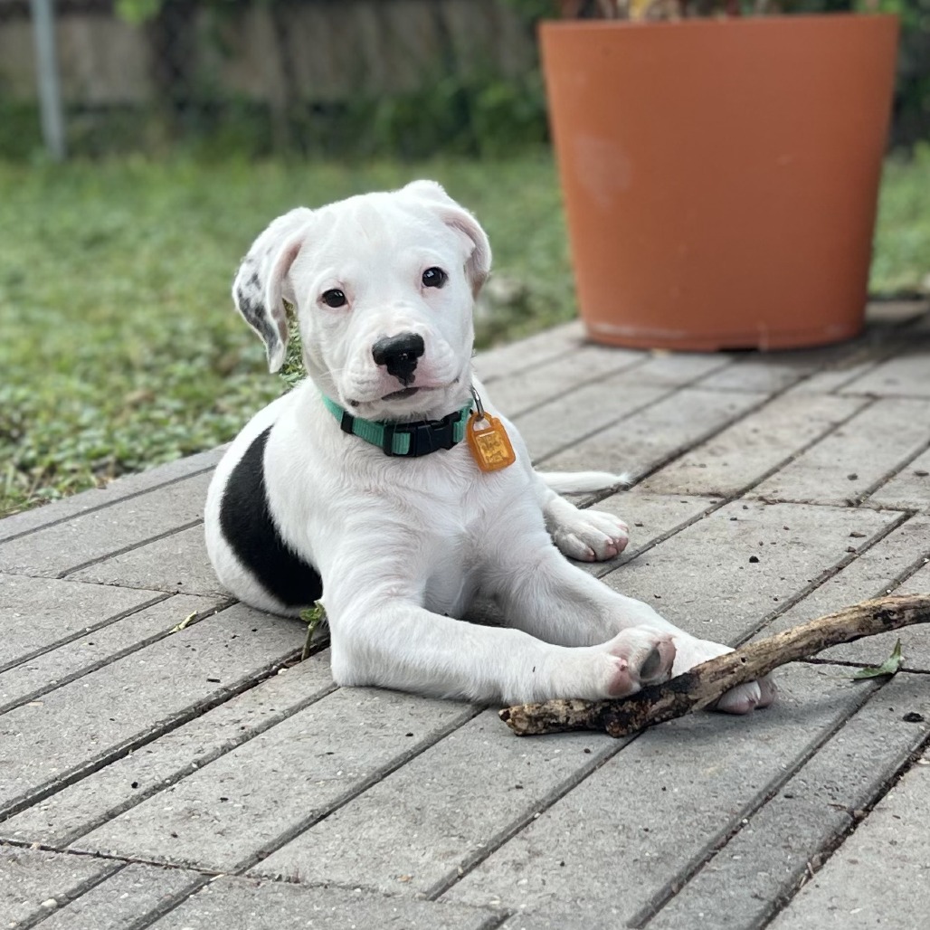 TOMMY - Pointer, German Shorthaired / Retriever, Labrador for adoption in San Antonio
