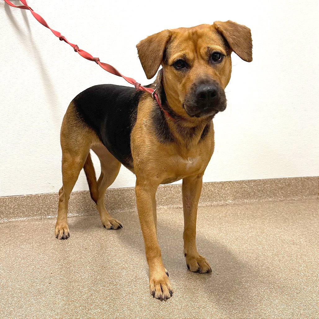 GRIMWAR - Mixed Breed (Large) / Mixed Breed (Large) available for adoption