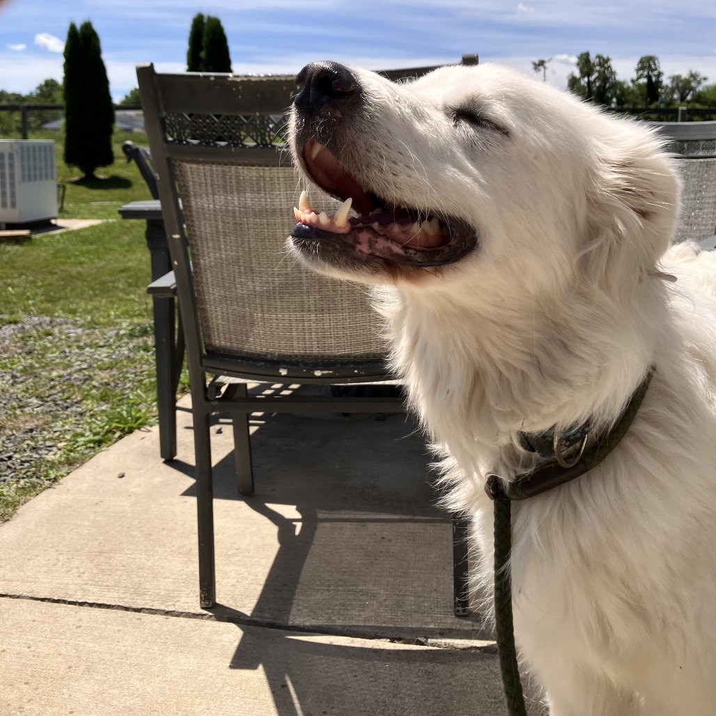 PENNY - Pyrenees / Great available for adoption
