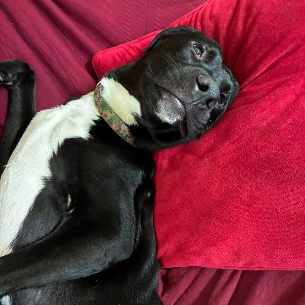 Chancho, photo 3