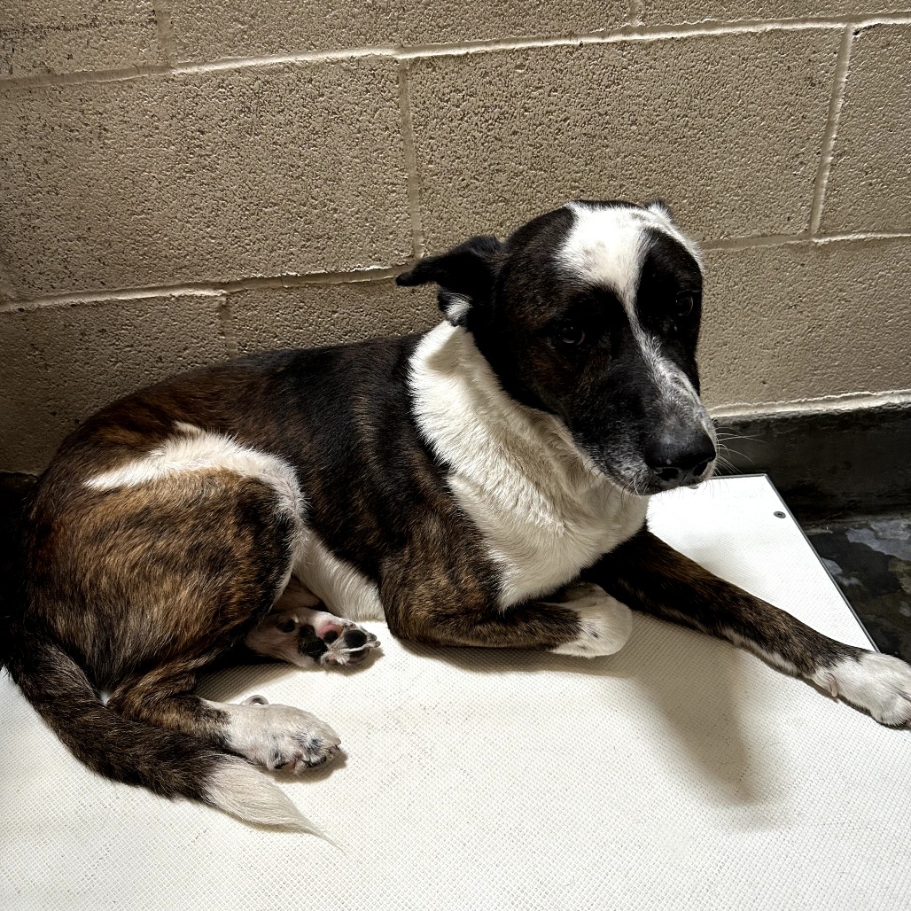 DOUG, photo 3
