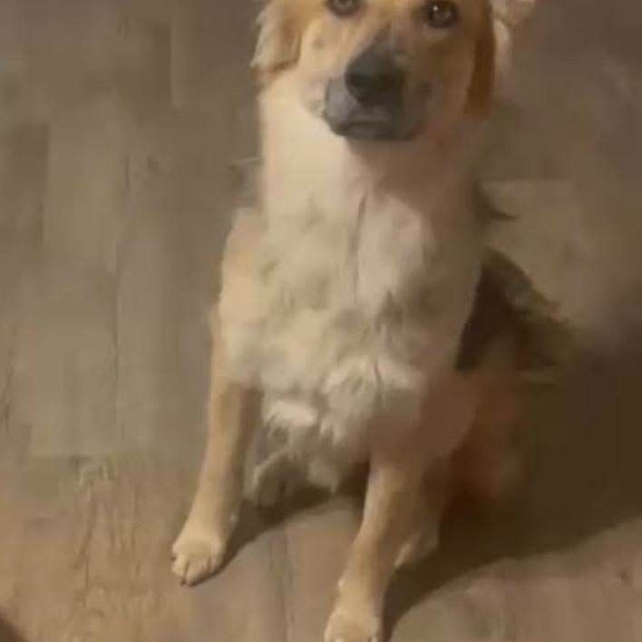 Photo of Indi