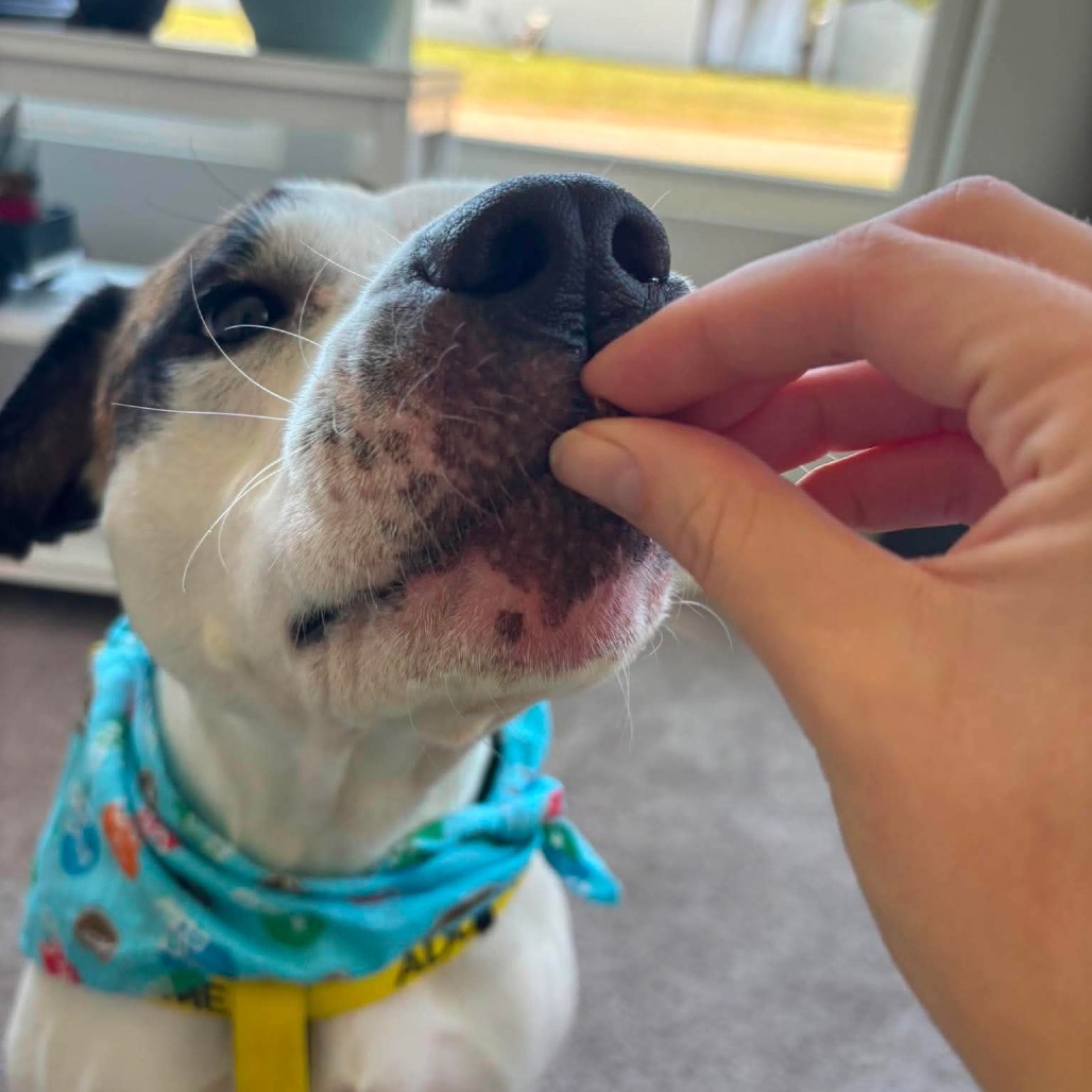 Pleasant Pup, photo 20