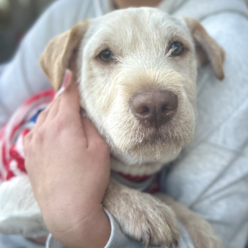 Peedee — thumbnail 3