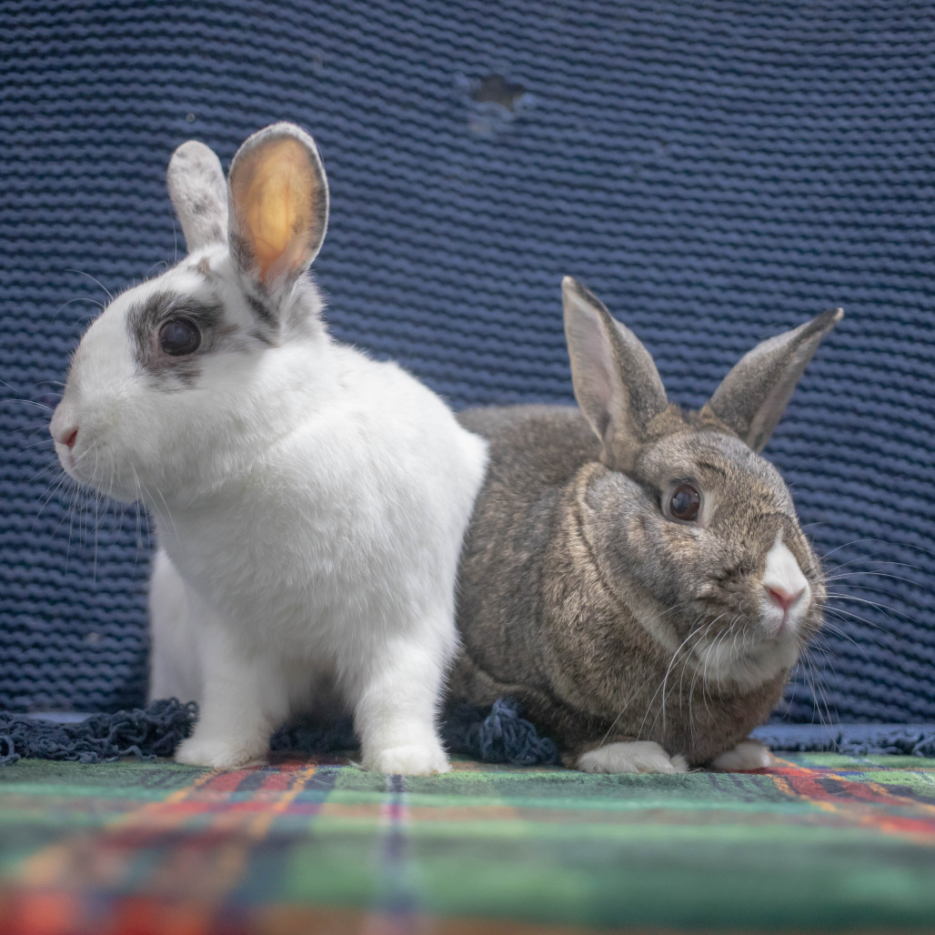 Pippa (bonded to Bowie), photo 12