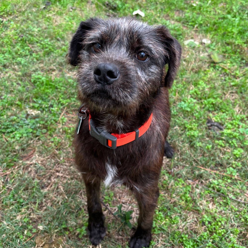 Camo Rescue Breeze is available for adoption at CAMO Rescue