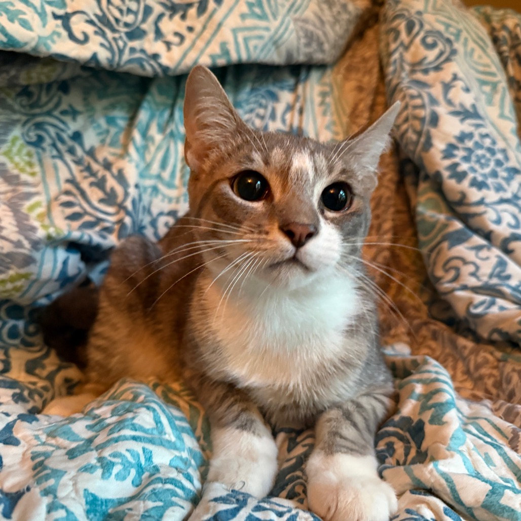 Garfield