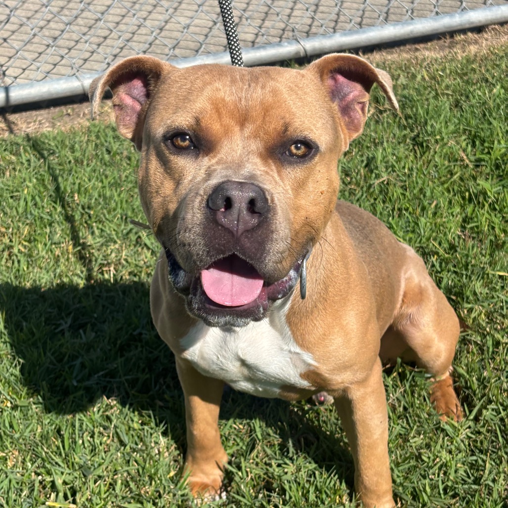 CHEESE - Mixed Breed (Medium) / Mixed Breed (Medium) for adoption in League City
