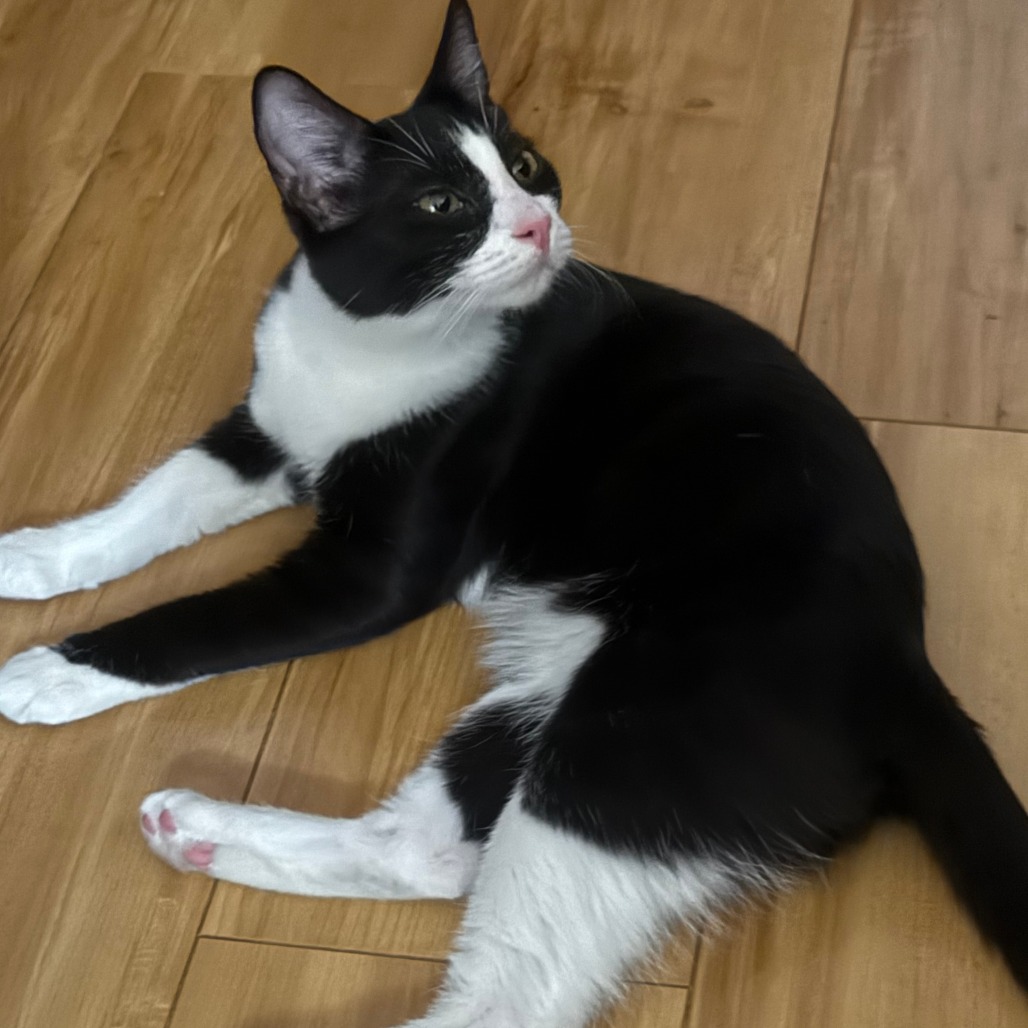 BINX - Domestic Shorthair available for adoption