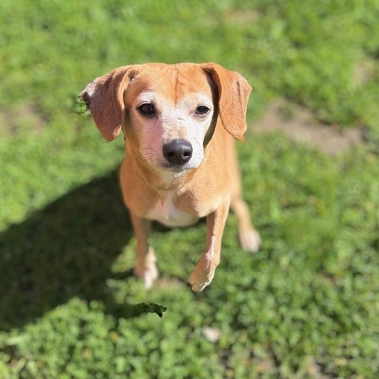 Kennel#4 Merlin's preview photo