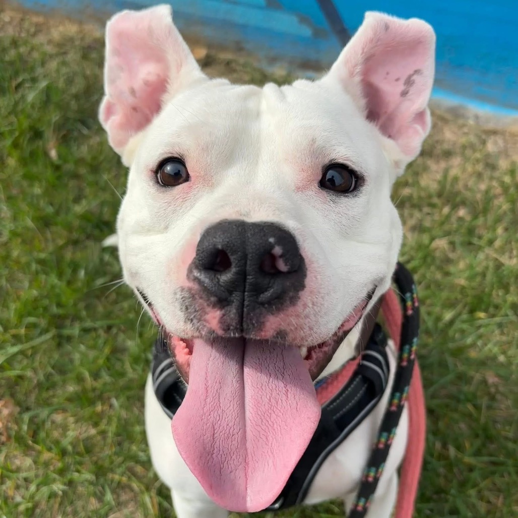 Scottie Scheffler, a Terrier, Pit Bull