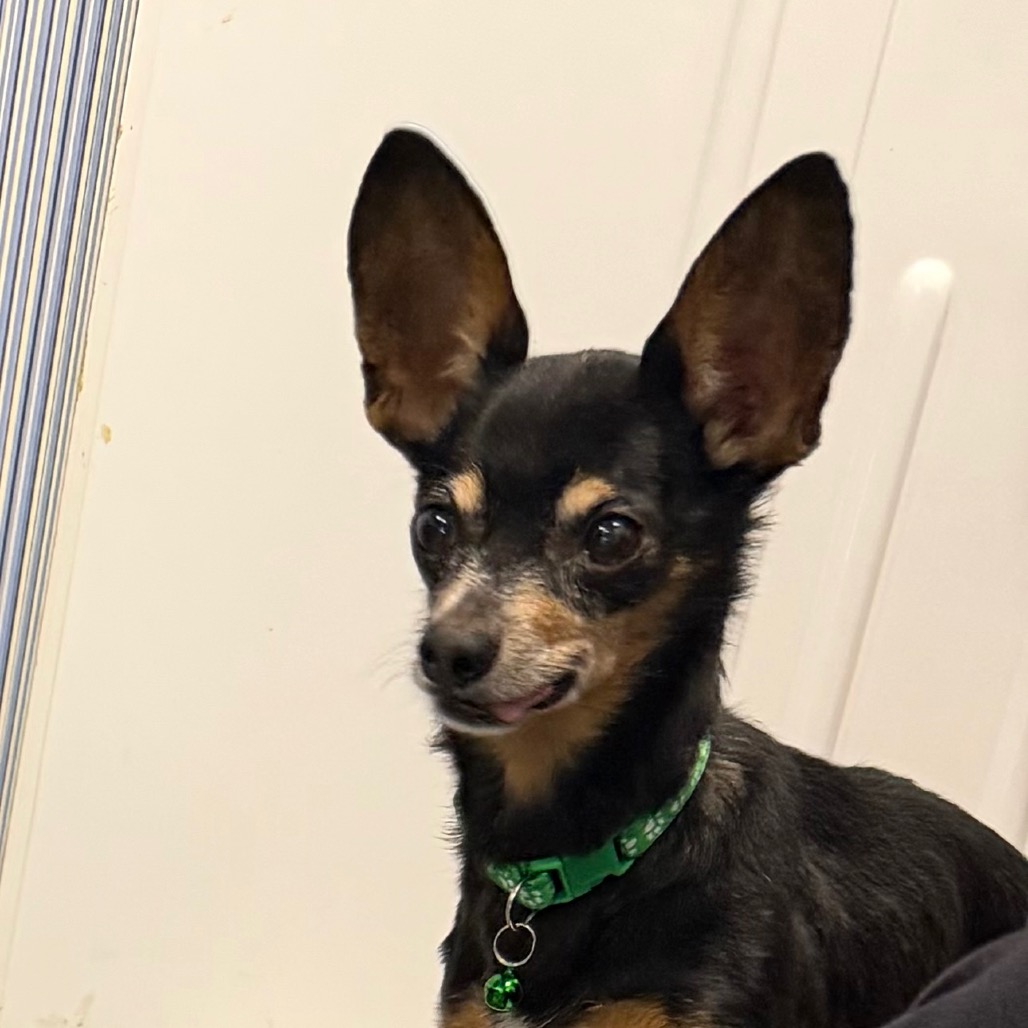 Saber — thumbnail 3