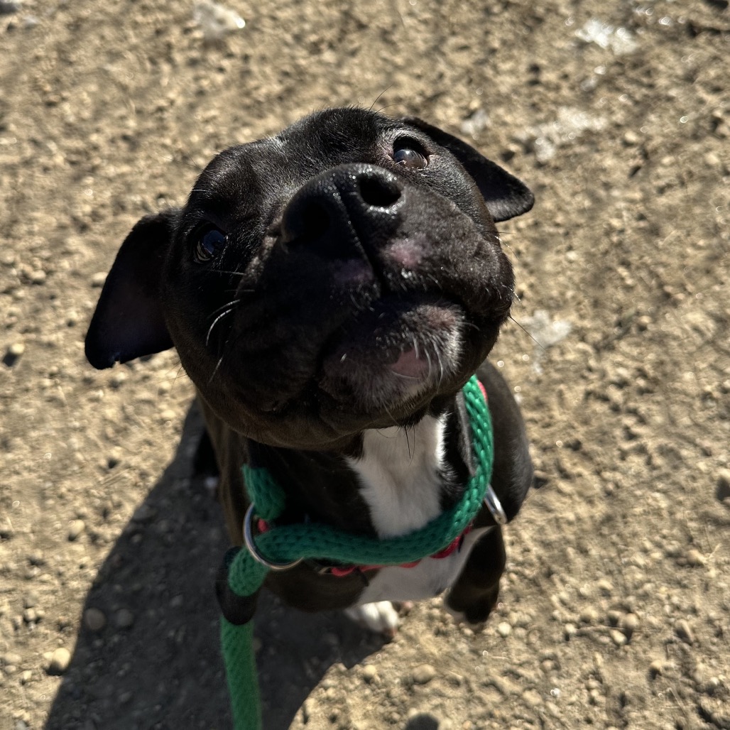 Bela Vida — thumbnail 5